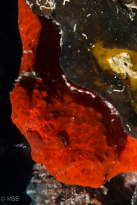 Painted red frogfish in the wreck at the night dive. by Mehmet Salih Bilal 